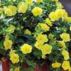 žltá Kvetina Calibrachoa, Milión Zvončeky fotografie