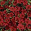 kırmızı çiçek Calibrachoa Milyon Çan fotoğraf