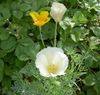 blanc Fleur Pavot De Californie photo