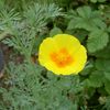 jaune Fleur Pavot De Californie photo