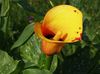 oranžový Květina Kala, Arum Lily fotografie