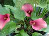 ვარდისფერი ყვავილების Calla ლილი, Arum ლილი ფოტო