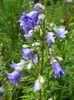 svetlo modra Cvet Campanula, Zvončica fotografija