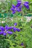 modrá Kvetina Campanula, Zvonček fotografie