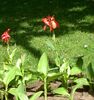 Canna Lily, Indijska Pucao Biljka