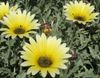 dzeltens Zieds Cape Margrietiņa, Monarhs No Veldt foto