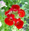 czerwony Kwiat Nemesia zdjęcie