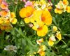 ყვითელი ყვავილების Cape სამკაულებს ფოტო