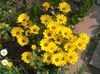 sarı çiçek Cape Kadife, Afrika Papatya fotoğraf