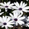 fehér Cape Körömvirág, Gerberinek