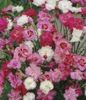 ვარდისფერი ყვავილების მიხაკი ფოტო