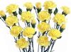 жовтий Квітка Гвоздика Шабо фото
