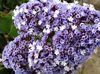 ljusblå Blomma Carolina Hav Lavendel foto