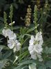 bela Cvet Checkerbloom, Miniaturni Vrtni Sljez, Prairie Slez, Skladiščnik Slez fotografija