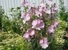rosa Blume Checkerbloom, Nutztiere, Stockrose, Wiese Malve, Checker Malve foto