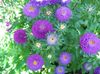 august China Aster
