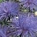 синій Квітка Астра Однорічна (Каллістефус) фото