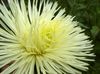 жовтий Квітка Астра Однорічна (Каллістефус) фото