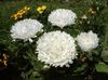 თეთრი ყვავილების ჩინეთის Aster ფოტო
