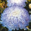 блакитний Квітка Астра Однорічна (Каллістефус) фото