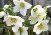 biały Kwiat Ciemiernik (Gelleborus) zdjęcie