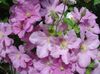 рожевий Квітка Клематис фото