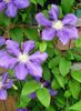 lilac Clematis