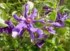 purpurs Zieds Clematis foto