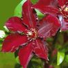 красный Цветок Клематис фото
