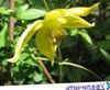 жовтий Квітка Клематис фото