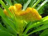 gul Blomst Hanekam, Plume Plante, Behængt Amaranth foto
