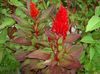 κόκκινος λουλούδι Άνθρωπος Κουφός, Λοφίο Φυτών, Φτερωτά Αμάραντο φωτογραφία