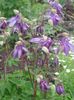 lilac Flower Columbine flabellata, European columbine photo