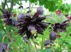 svart Blomst Columbine Flabellata, Europeiske Columbine bilde