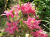 rosa Fiore Columbine Flabellata, Columbine Europeo foto