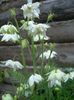 თეთრი ყვავილების Columbine Flabellata, ევროპული Columbine ფოტო