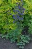 blå Blomma Columbine Flabellata, Europeiska Akleja foto