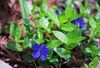 blue  Common Periwinkle, Creeping Myrtle, Flower-of-Death photo