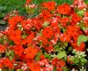 rot  Immergrün, Schleichende Myrte, Blume-Of-Tod foto