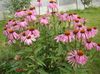 ružičasta Cvijet Coneflower, Istočni Coneflower foto