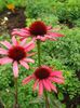czerwony Kwiat Echinacea zdjęcie