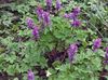 violetti Kukka Corydalis kuva