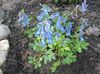 světle modrá Květina Corydalis fotografie