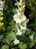 жълт Цвете Corydalis снимка