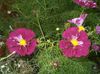 burgundia Virág Világegyetem fénykép