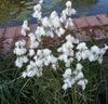 alb Floare Bumbac Iarbă fotografie
