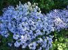 ღია ლურჯი ყვავილების მცოცავი Phlox, ხავსი Phlox ფოტო