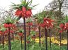 vermelho Coroar Fritillaria Imperial