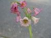 ροζ λουλούδι Στέμμα Αυτοκρατορική Fritillaria φωτογραφία