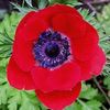 vermelho Flor Coroa Windfower, Windflower Grecian, Anêmona Da Papoila foto